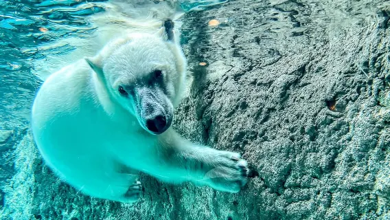 Excursión de un día a Hokkaido + Zoológico de Asahiyama + Cascada Shirohige en Japón [con opción de delicioso buffet]