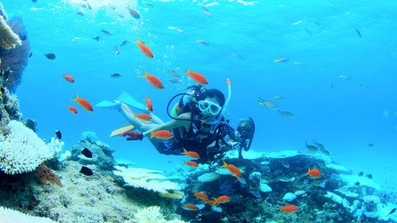 沖縄県石垣島で1時間体験ダイビング＆シュノーケリング【石垣島半日ツアー＋幻の島上陸＋フル装備＋プロコーチ＋市内ホテル送迎】