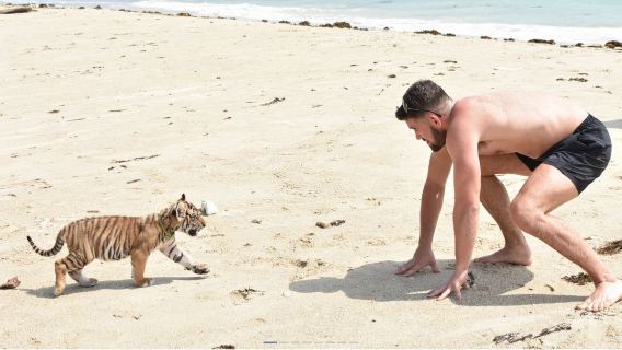 พิพิธภัณฑ์สัตว์น้ำเกาะสมุยและสวนเสือ (สถานที่ห้ามพลาดสำหรับทริปครอบครัว)