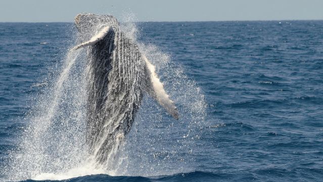 San Diego Whale Watching Cruise