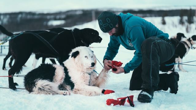 Tromsø Husky-Schlittenfahren mit Selbstfahrerservice, Kuchen und Getränken in Lavvu