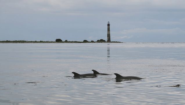 Charleston Eco Boat Cruise with stop at Morris Island Lighthouse