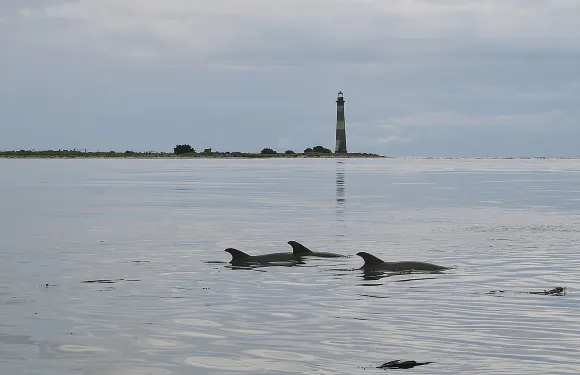 查爾斯頓生態郵輪之旅，停靠Morris Island Lighthouse