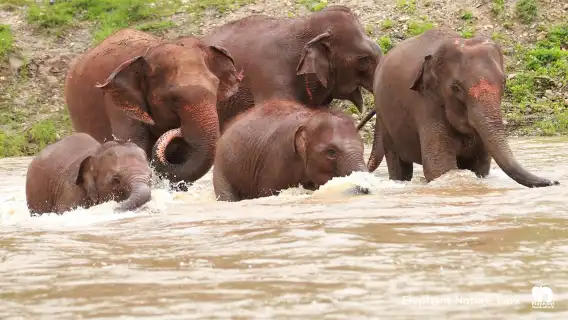 大象自然保護公園半日午後參觀行程