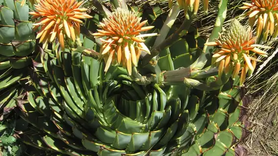 จาก Underberg: ทริปขับรถ 4x4 Sani Pass แบบไปเช้าเย็นกลับ