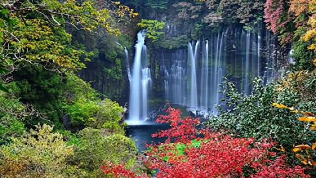 靜岡一日遊【本宮淺間大社+白絲瀑布+朝霧牧場】(精品小團)