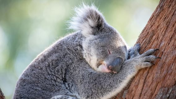 Port Stephens: Koala Sanctuary General Admission Ticket