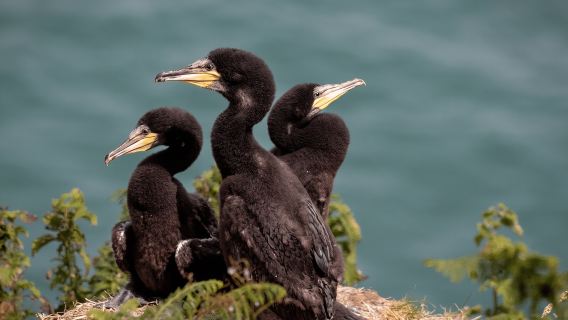 Dublin: Feri dari Howth ke Pulau Eye di Irlandia