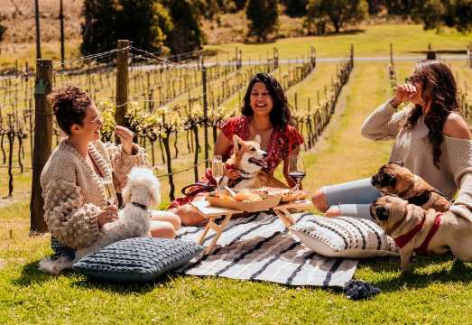 Brisbane: Picnic in the Vines AUD 124.38