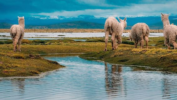 From Chivay: Route from Chivay (Colca) to the city of Puno