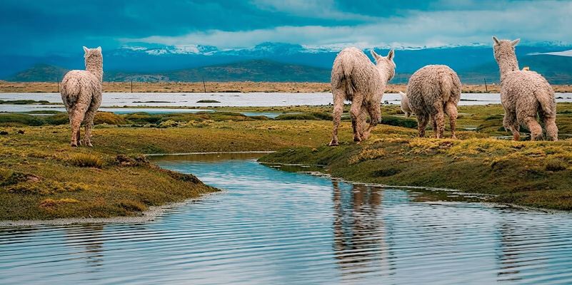 From Chivay: Route from Chivay (Colca) to the city of Puno