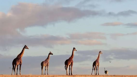 2~11人小團，樂富泰山頂+德國小鎮+朱古力工廠+網紅大木馬