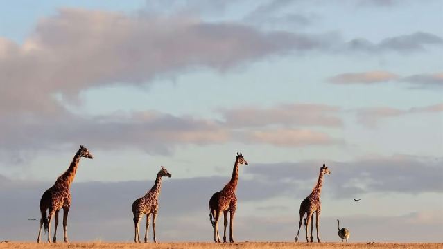 Small group tour for 2-11 people, Mount Lofty Summit + German Town + Chocolate Factory + Instagram-famous Giant Wooden Horse