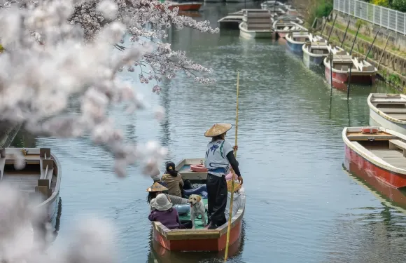 九州士多啤梨採摘+柳川划船+戀木神社+奧特萊斯 櫻花季一日遊