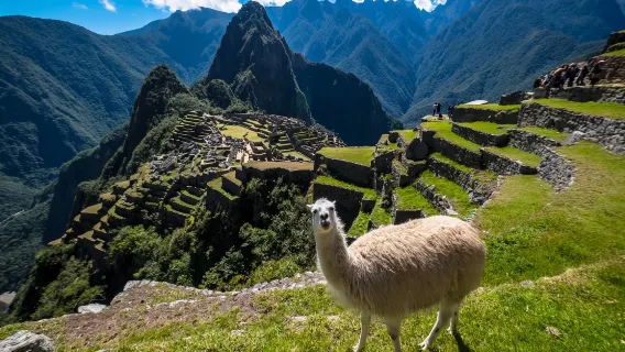 1-day tour to Historic Sanctuary of Machu Picchu in Cusco, Lima Region, Peru [Chinese/English]