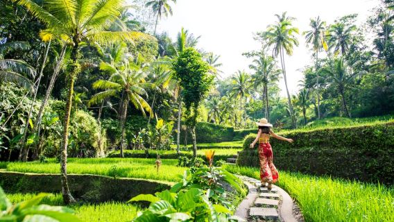 Ubud: tour todo incluido con almuerzo opcional - opción de grupo privado