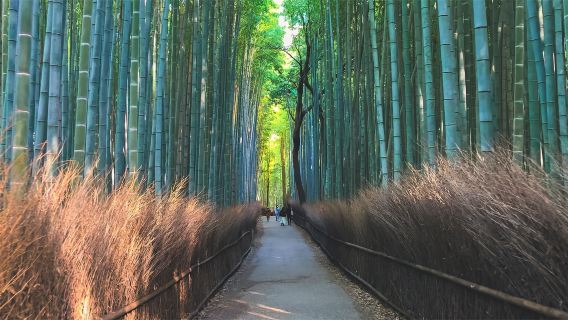 日本京都嵐山+三千院+ 貴船神社小眾深度遊拼車一日遊