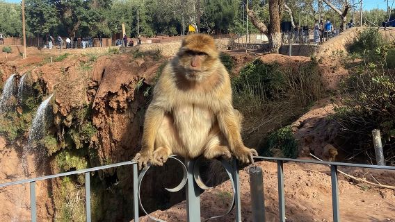 Private Luxury Ouzoud Waterfalls Day Trip -Lunch + Local Guide