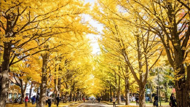 日本札幌北海道大學-北海道神宮-札幌鐘樓【北海道中文專車】