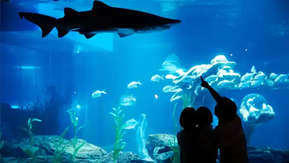 海東龍宮寺+天際線滑車+釜山水族館+海雲台一日遊【普通話司機】