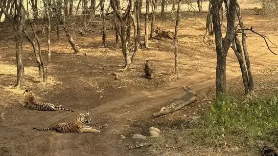 サリスカ日帰りツアー:スリル満点のトラサファリと朝食付き