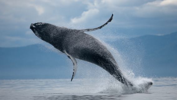Reykjavik: ATV Ride & Whale Watching Boat Tour