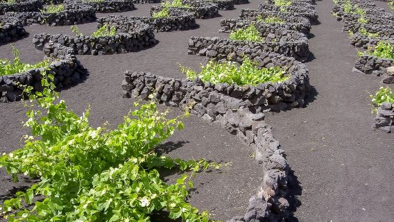 Lanzarote: Timanfaya Park and Jameos del Agua Full-Day Tour