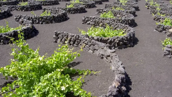Lanzarote: Taman Timanfaya dan Tur Sehari Penuh Jameos del Agua