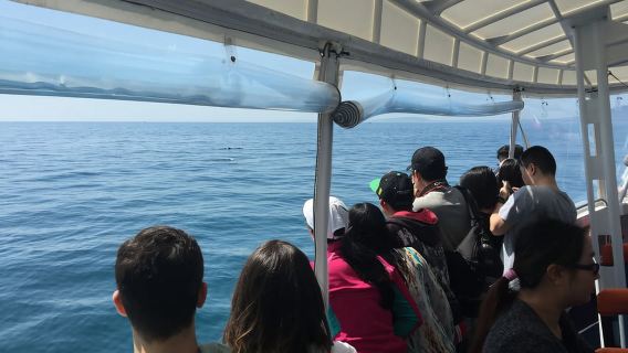 Sorrento, península de Mornington: crucero turístico y de vida silvestre