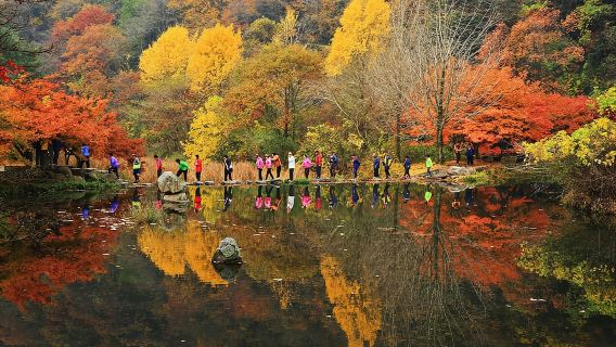 Seul: Fogliame autunnale - Monte Naejang + Villaggio Hanok di Jeonju