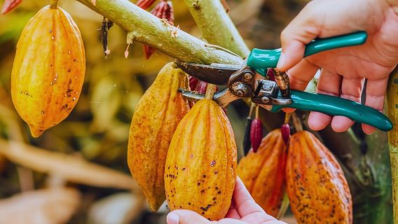 ミンカのコーヒー、カカオ、トレッキングツアー:自然、作物、生産