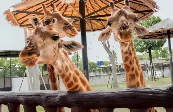 （包車出遊）大城獅子王動物園＋瑪哈泰寺一日遊：可升級長頸鹿拍照、老虎漫步