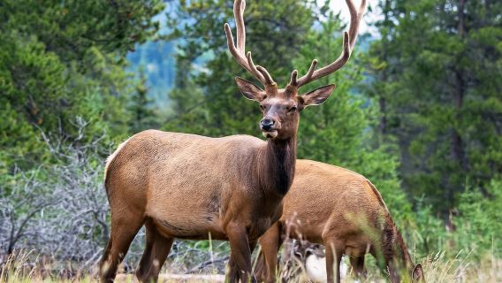 Vườn quốc gia Jasper: Tour Ngắm Động Vật Hoang Dã Buổi Tối hoặc Sáng
