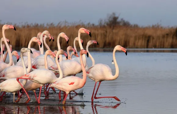 法國卡馬爾格自然公園粉色鹽湖一日遊中文10小時包車馬賽來回