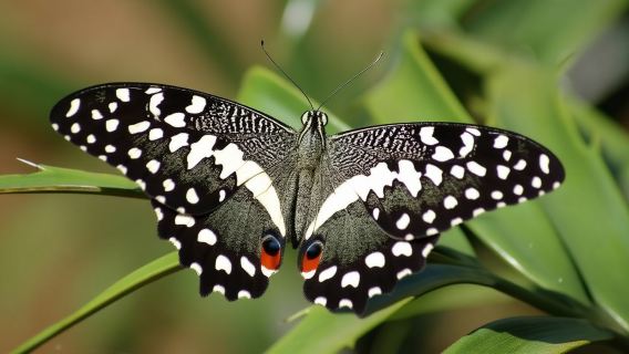 Jozani forest tour + Spice Tour