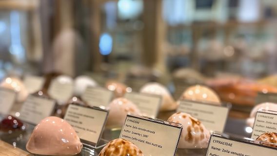 Visit Shell Museum Cavtat