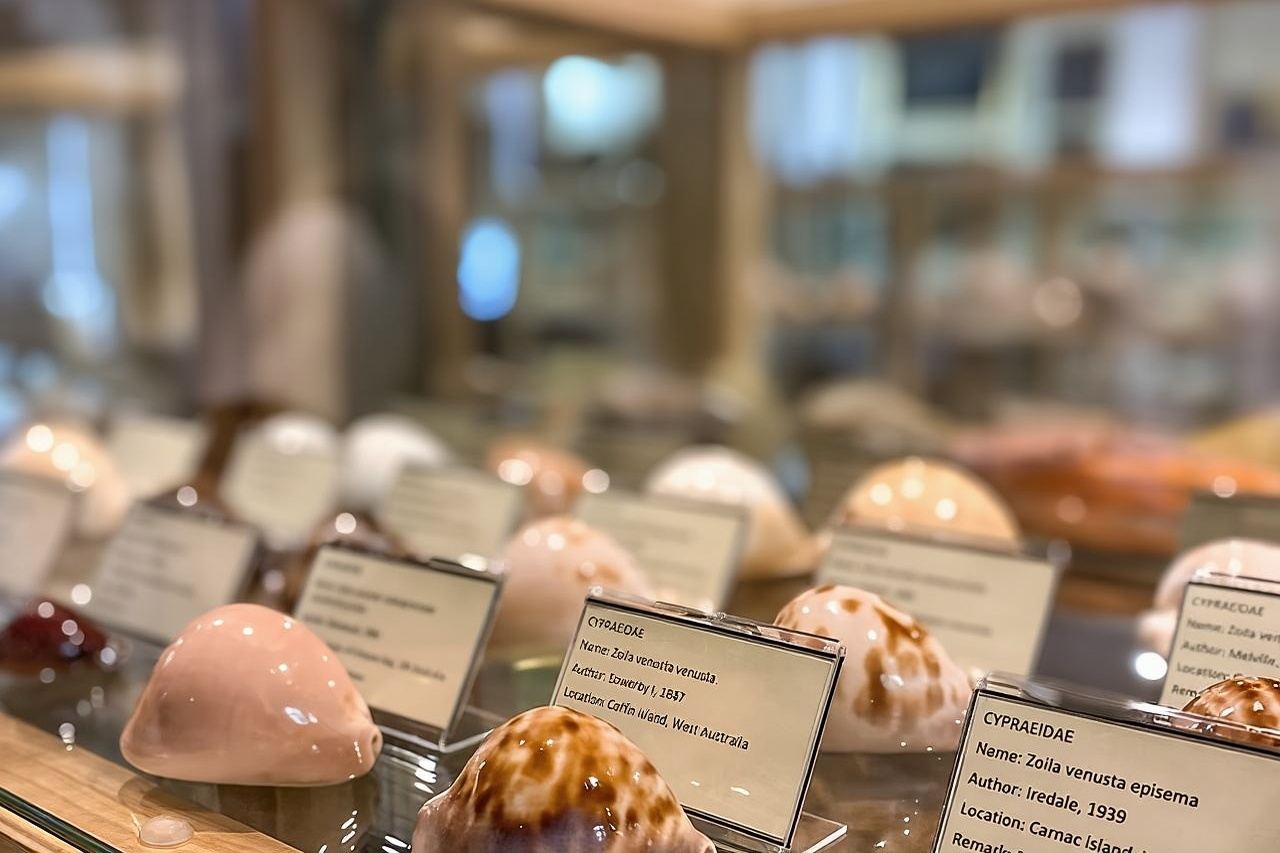 Visita il Museo delle conchiglie di Cavtat