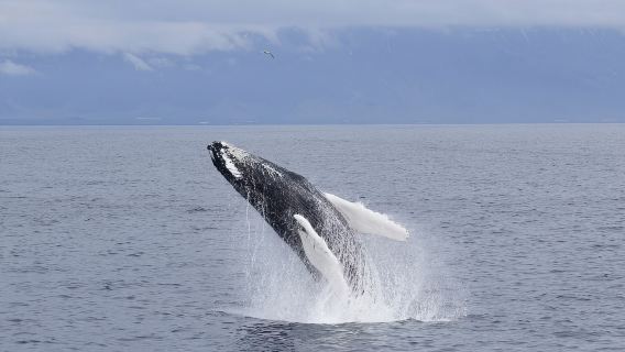 ReykjavikTours