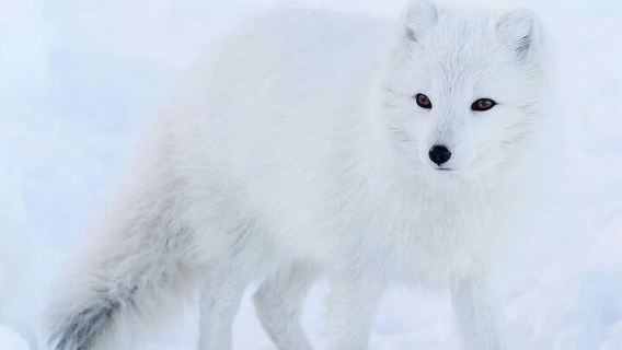 Esperienza allo zoo di Ranua a Rovaniemi, Finlandia (opzionale: escursione al canyon di Korouoma/trasferimento in hotel/pranzo)