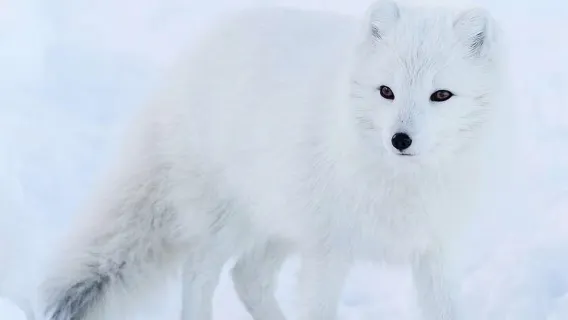 Finland Rovaniemi Ranua Zoo Experience Tour (Optional Korouoma Canyon Hike/Hotel Pickup/Lunch)