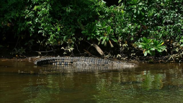 Safari sul Fiume Bentota con BTM (Incontro con Mangrovie e Fauna Selvatica)