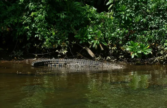 幫託塔河川探險之旅（紅樹林與野生動物邂逅）