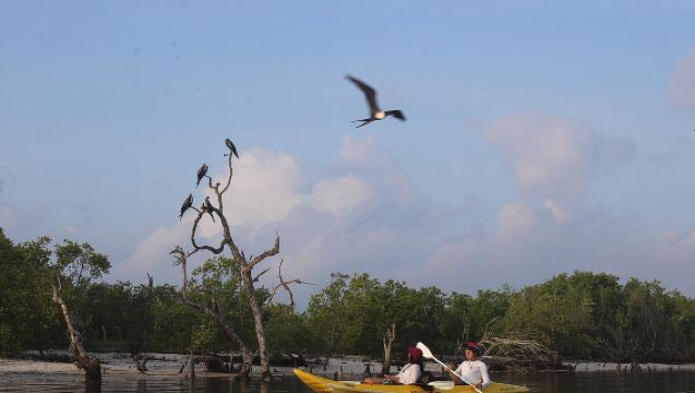 Esperienza in Kayak tra le Mangrovie all'Alba