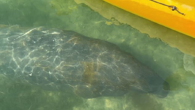 Scoperta dei lamantini Isola di Anna Maria