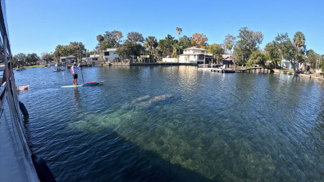 Kings Bay Manatee Watching Cruise