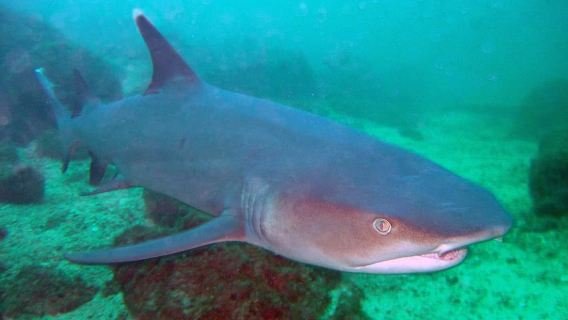 Golfo de Papagayo: Tour de buceo de medio día con 2 inmersiones