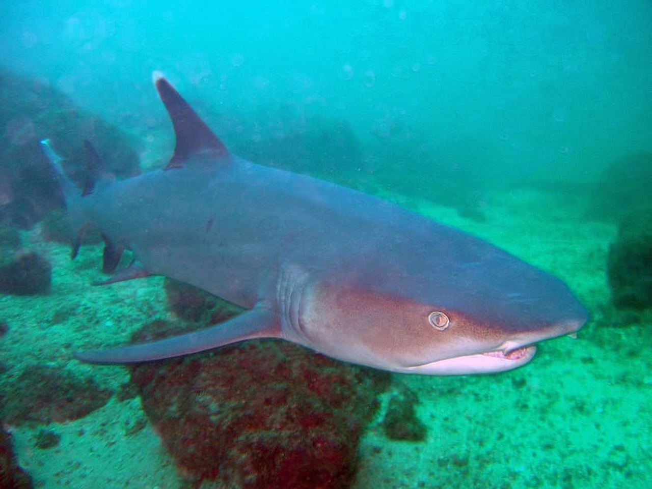 帕帕加約灣：2次半日水肺潛水之旅