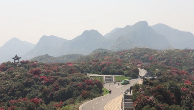 百里杜鵑風景區一日遊【地球彩帶@踏青賞花純&純玩無購物】