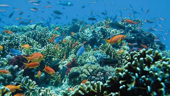 Bali Snorkeling Tour at Blue Lagoon Beach - All-Inclusive