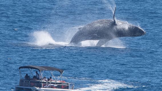 Whale Watching in Cabo San Lucas on board our Luxury Trimaran!